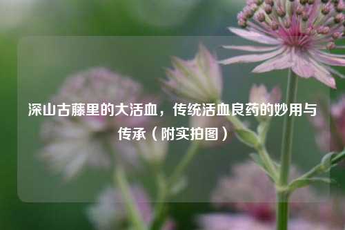 深山古藤里的大活血，传统活血良药的妙用与传承（附实拍图）