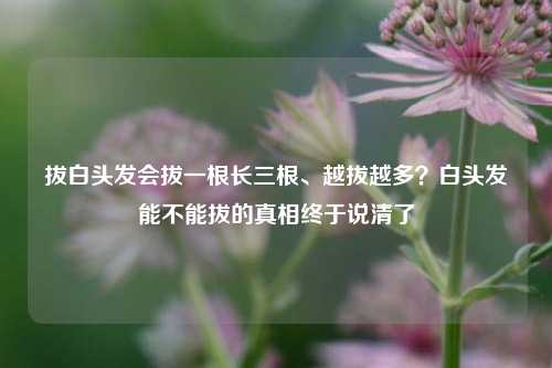 拔白头发会拔一根长三根、越拔越多？白头发能不能拔的真相终于说清了