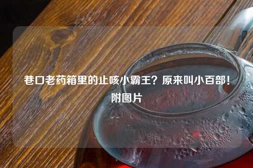 巷口老药箱里的止咳小霸王？原来叫小百部！附图片