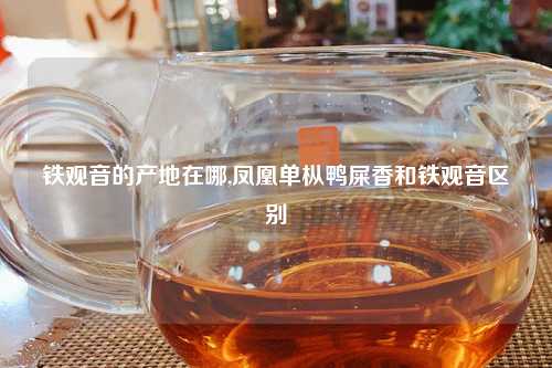 铁观音的产地在哪,凤凰单枞鸭屎香和铁观音区别